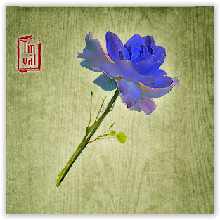 Hương Mai Khôi Hoa